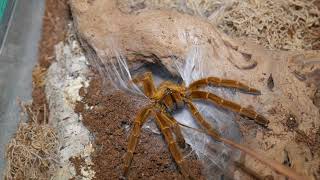 Orange Baboon tarantula  rehouse and feeding [upl. by Etyam]