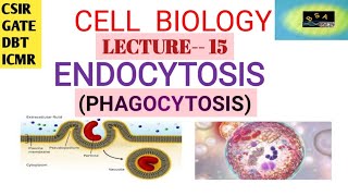 CELL BIOLOGY ENDOCYTOSIS PHAGOCYTOSIS  CSIR  GATE  DBT ICMR [upl. by Sulohcin728]