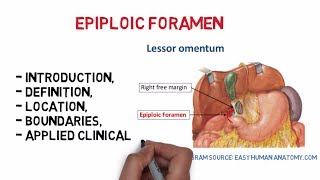 Epiploic foramen Easy notesanatomy [upl. by Briney]