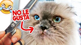 La Reacción de mi Gato al CORTARSE EL PELO [upl. by Eicnarf733]