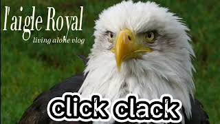 laigle Royal 🦅CLICKCLACK 🏌️✨ [upl. by Bearnard]