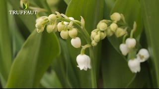 Le muguet  comment planter ou replanter du muguet   Truffaut [upl. by Lurette]