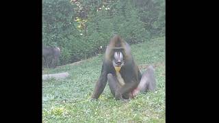 Old Wise Monkey The Mandrill Wildlife [upl. by Sharpe]