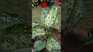 3 best varieties of Aglaonema [upl. by Ttreve]