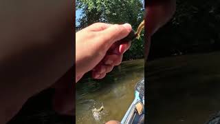 Rooster Tail Bass fishing bassfishing riverfishing [upl. by Eilyah]