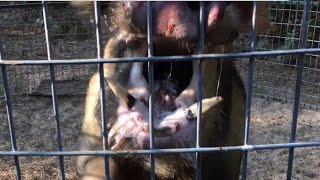 Wild Boar Hog Caught Wants to Fight Dies [upl. by Beret]