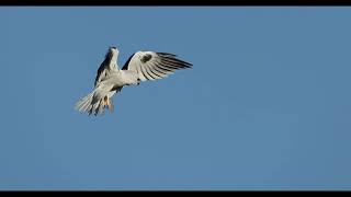 White tailed Kite [upl. by Akemej]