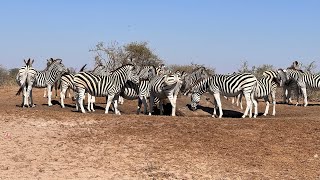 Makgadikgadi zebra 🦓 migrationCuckooSafaris [upl. by Ferrick435]