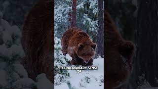 Jaw Dropping Grizzly Bear Facts Unleashing the Wilds Fiercest Predator [upl. by Wenonah116]