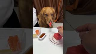 Dogs always feel something is wrong😢😢😢Funnywideo Youtubevideo Virus shorts [upl. by Loraine]