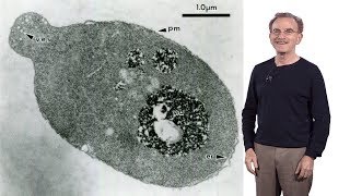 Randy Schekman HHMI amp UCB 1 Secretory Pathway How cells package amp traffic proteins for export [upl. by Geilich274]