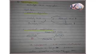 3 Regulation Of Lipogenesis amp Lipolysis [upl. by Nwaf129]