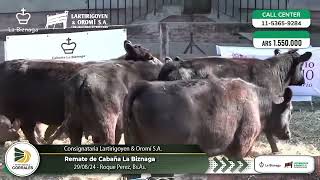 290824  Remate de Cabaña La Biznaga  Consignataria Lartirigoyen amp Oromí SA  Roque Perez BsAs [upl. by Khai250]