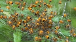 Spider babies  Araneus diadematus European garden spider  Newlyn Cornwall [upl. by Chase839]