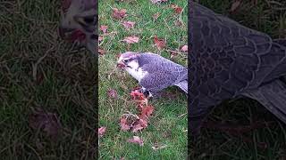 LUGGER FALCON FEEDING ON THE LURE [upl. by Eejan]