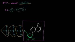 ATP adenosín trifosfato  Energía y enzimas  Biología  Khan Academy en Español [upl. by Nirot]