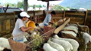 Alimentando borregas con rastrojo de maíz [upl. by Wheelwright]