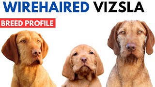 Wirehaired Vizsla Breed Profile History  Price  Traits  Wirehaired Vizsla Grooming Needs [upl. by Rubenstein]