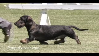 Wirehaired Dachshund Dog Show [upl. by Puri]