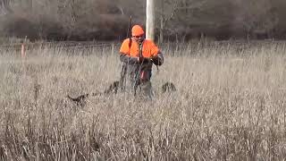 Jan 24 Pheasant Hunt [upl. by Lainahtan]