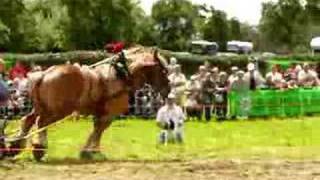 Belgium draft horse pulling [upl. by Ycnalc]