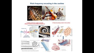 Frequency coding mechanisms in human ear  Basilar membrane amp Place coding [upl. by Delmore]