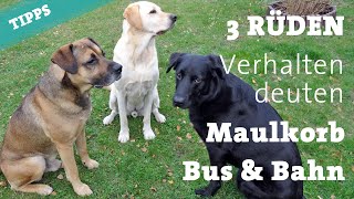 FMA Hundebegegnung Verhalten deuten  3 Rüden treffen sich  Bus amp Maulkorb [upl. by Gentilis]