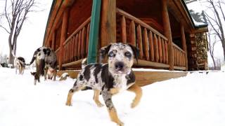 Catahoula Blue Leopard Puppy [upl. by Niatsirk]