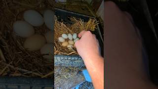 Do The Chickens Have 18 Eggs For Us chickeneggs [upl. by Erinna]