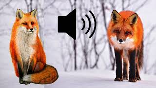 Red FOX mating call in UK sound effects SFX HD [upl. by Sanoj]