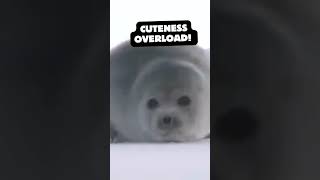 CUTE Harp Seal Waddles Up to Say HELLO  animals shorts cute [upl. by Burton979]