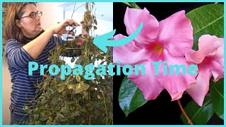 Part 2 How to Propagate  Propagating Dipladenia Mandevilla Vine Indoors [upl. by Oringa]