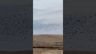 Mallards and pintails on the feed waterfowl duck nature [upl. by Aelem]