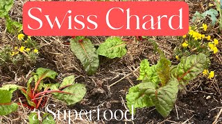 Swiss Chard  An Easy to grow Superfood 🍱 [upl. by Ahsitul65]