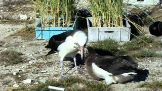 Laysan Albatross Feeding Time コアホウドリのお食事タイム [upl. by Attey127]