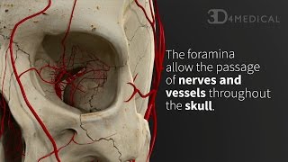 Foramina of the Skull  Animated Tutorial [upl. by Sillad]