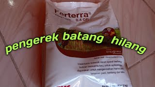 Review Ferterra insektisida sistemik untuk penggerek batang padi [upl. by Mcgannon236]