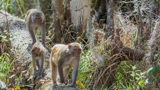 Monkeys escape from an Alpha Genesis facility in SC [upl. by Behlke474]