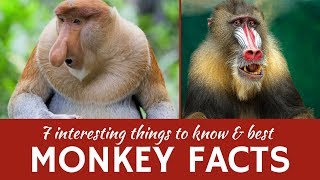 Monkeys 7 Fun Facts about Primate Animals and Mammals [upl. by Nanoc]