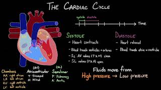 The Cardiac Cycle  The Lub Dub of a Heartbeat [upl. by Ennayram]