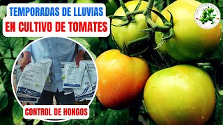 Control De Hongos Invernaderos En Temporadas De Lluvias  CULTIVO DE TOMATES [upl. by Lasley]