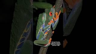 Redeyed Tree Frogs mating in amplexus [upl. by Stouffer]