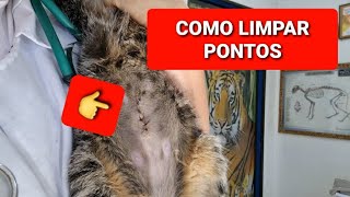 COMO LIMPAR PONTOS DA CIRURGIA DE GATOS OU CÃES [upl. by Akirdnahs]