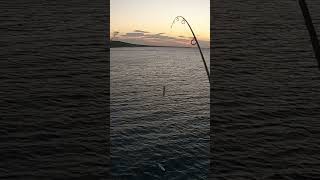 Mackerel on the float fishing mackarel float floatfishing sea seafishing [upl. by Eimarej146]