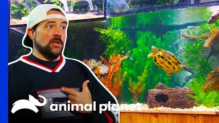 Kevin Smith Ecstatic About His Turtles Impressive New Home  Tanked [upl. by Yemac304]