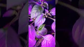 Mystery pepper plant from tomato seed packet arkansasgardening [upl. by Nagrom]