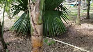 Heterospathe elata  The Sagisi Palm A Once Popular Ornamental In South Florida [upl. by Leventhal]