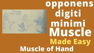 Opponens digiti minimi Hypothenar muscles Intrinsic muscle of hand  opposition [upl. by Sirromal]