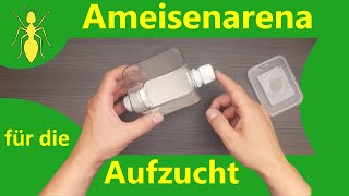 Ameisenfarm für die Aufzucht von Ameisen [upl. by Daniella]