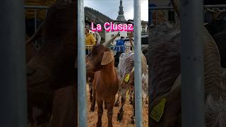 Fête des Moutons et des chèvres La Clusaz shots animals funny [upl. by Hsenid]